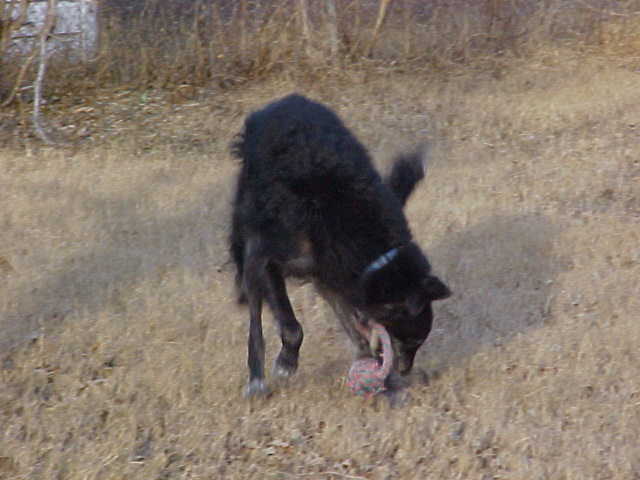 Sart grabbing his toy
