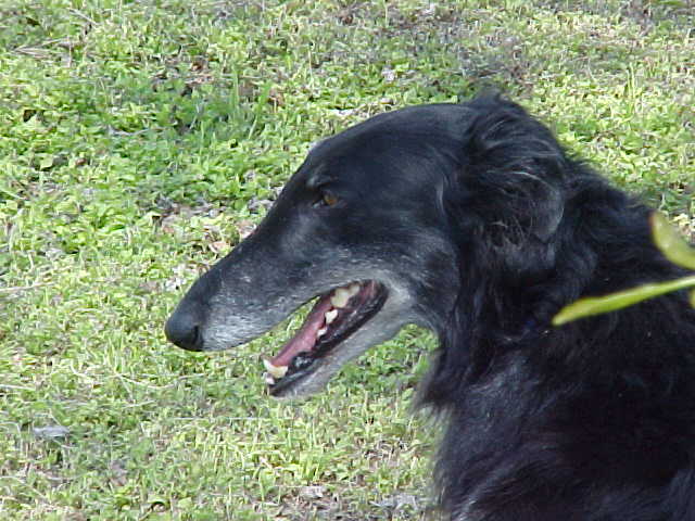 Sart's profile